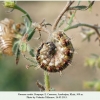 vanessa cardui pyatigorsk praepupa